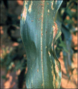 Bacterial Wilt in Corn