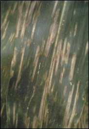 Gray Leaf Spot