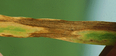 Septoria tritici on wheat