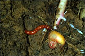Wireworm